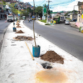 Prefeitura inicia plantio de 50 novas árvores na Avenida Suburbana